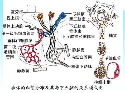 脈弦細